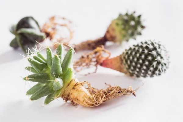 Various Cactuses Bare Roots Planting White Background Side View — Stock Photo, Image