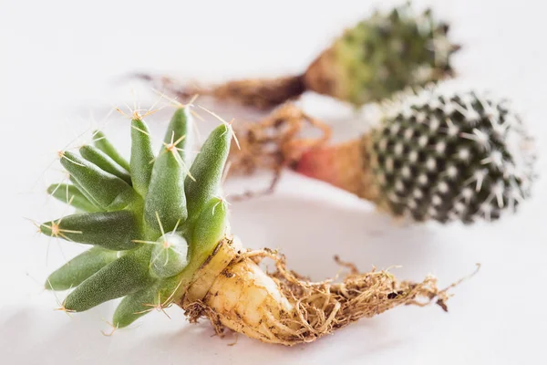 Olika Kaktusar Med Bara Rötter Innan Plantering Trä Bakgrund Ovanifrån — Stockfoto