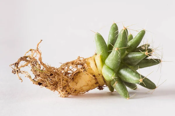 Különböző Kaktuszok Csupasz Gyökerek Ültetés Előtt Egy Háttér Nézet — Stock Fotó