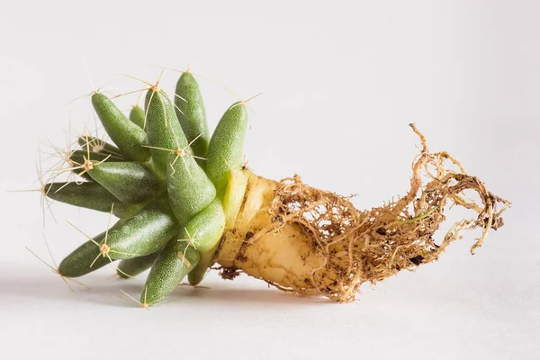 Olika Kaktusar Med Bara Rötter Innan Plantering Trä Bakgrund Ovanifrån — Stockfoto