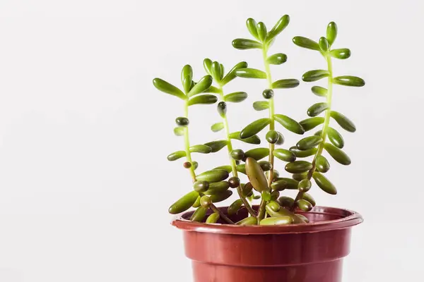 Crassula Barna Pot Makró Fehér Alapon — Stock Fotó