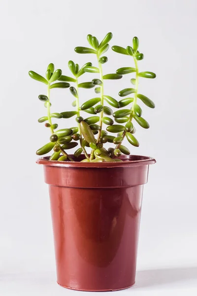 Crassula Pot Macro Marron Sur Fond Blanc — Photo