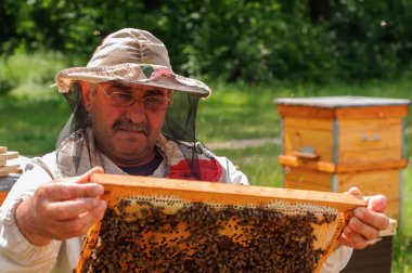 Arı yetiştiricisi arılarla bal peteğinin çerçevesini tutuyor