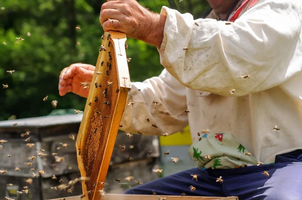 De imker werkt met bijen aan de bijenstal.. — Stockfoto