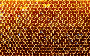 hücreleri, taze bal petek