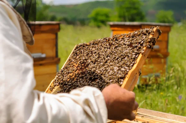 Bijenhouder met frame van honingraat met bijen — Stockfoto