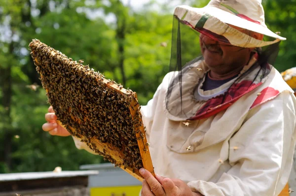 Пчеловод держит раму из сотовых с пчелами — стоковое фото
