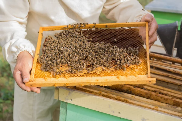 Apicultor segurando quadro de favo de mel com abelhas — Fotografia de Stock