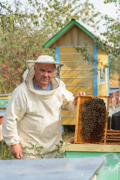 Пчеловод работает с пчелами и ульями на пасеке. — стоковое фото