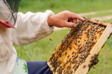 Arı yetiştiricisi arılarla bal peteğinin çerçevesini tutuyor