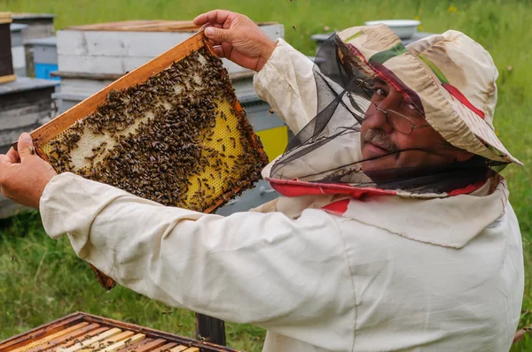 Бджоляр тримає раму медоносця з бджолами — стокове фото