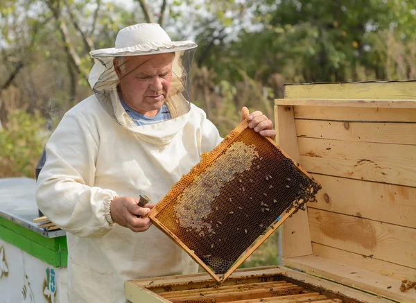 Apicultor está trabalhando com abelhas e colmeias no apiário. — Fotografia de Stock