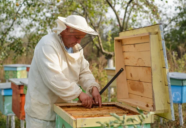 Бджоляр збирає прополісу. Apiarist працює в його Пасіка. — стокове фото