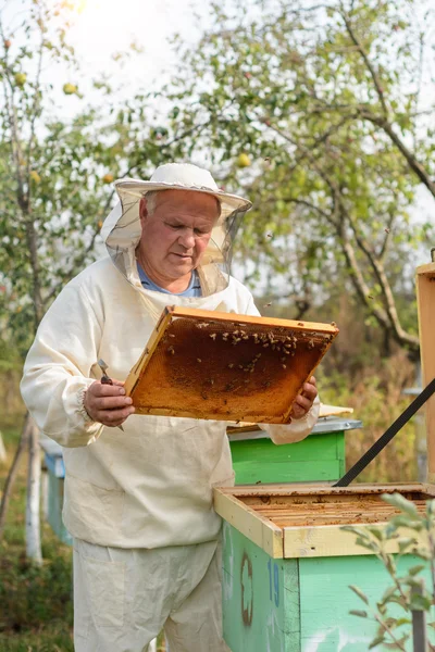 Apiculteur travaille avec les abeilles et les ruches sur le rucher. — Photo