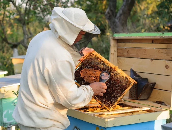Apicultor considerar las abejas en panales con una lupa —  Fotos de Stock