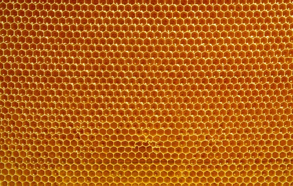 Miel fresca en las células, panal de abeja fondo natural — Foto de Stock