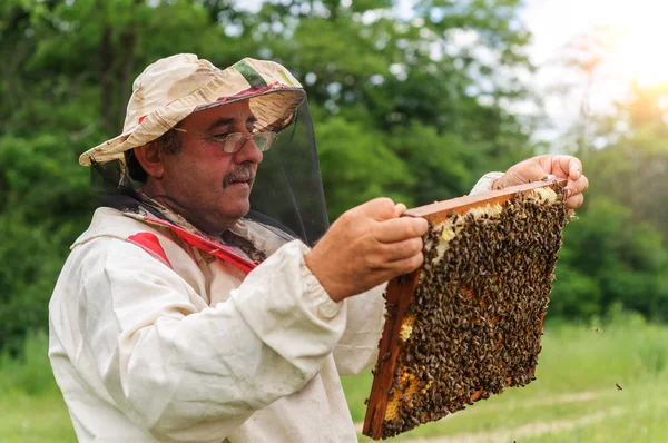 Пчеловод держит раму из сотовых с пчелами — стоковое фото