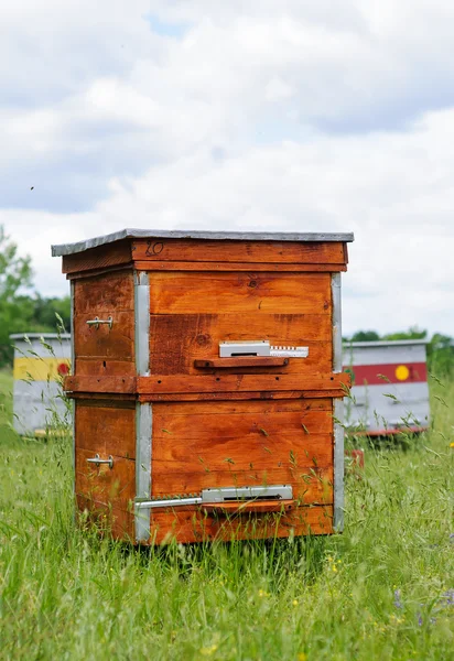 Orticaria nell'apiario — Foto Stock
