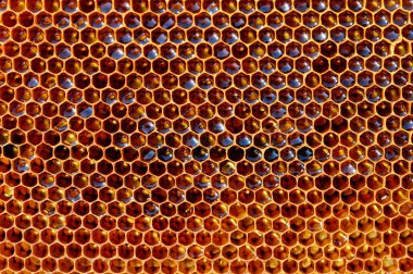 hücreleri, taze bal petek doğal arka plan