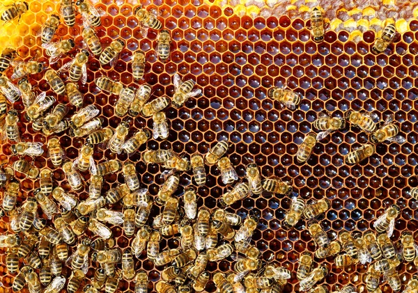 Včely nektar změnit na medu a pokrýt v voštiny — Stock fotografie