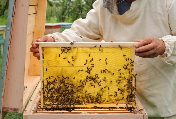 Apicultor sosteniendo marco de panal con abejas — Foto de Stock