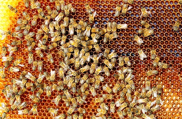 Las abejas convierten el néctar en miel y lo cubren en panales —  Fotos de Stock