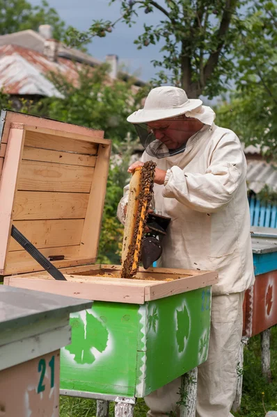 Пчеловод работает с пчелами и ульями на пасеке — стоковое фото