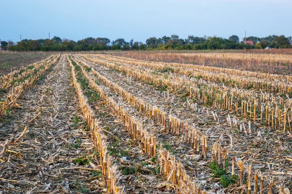 Stoppels veld na maïs oogst Rechtenvrije Stockafbeeldingen
