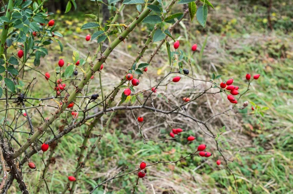 Branches de églantier avec beaucoup de fruits rouges — Photo