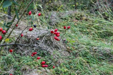 Kuşburnu Twigs kaplanmış meyve dolu