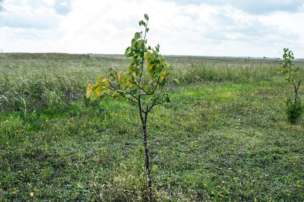 Young Apricot Tree in the Meadow