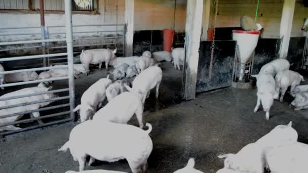 Cerdos blancos en una pocilga en la granja — Vídeo de stock