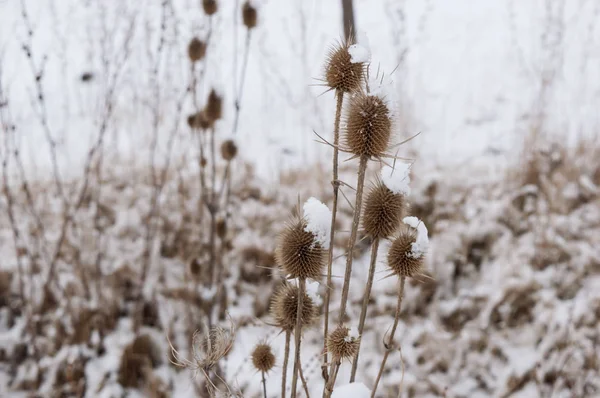 Close-up of Burs in the Winter — Stock Photo, Image