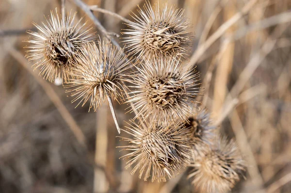 Close-up van Burs in de herfst 2 Stockafbeelding