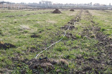 Meyve ağaçları, damla sulama