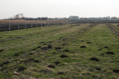 Damla sulama genç meyve ağaçlarının