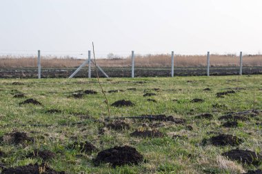 Damla sulama genç meyve ağaçlarının