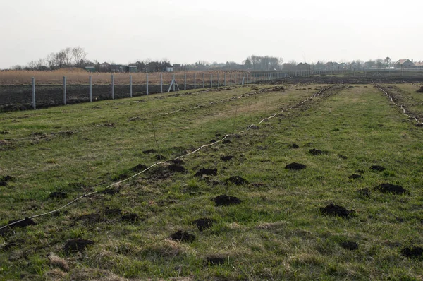 Damla sulama genç meyve ağaçlarının