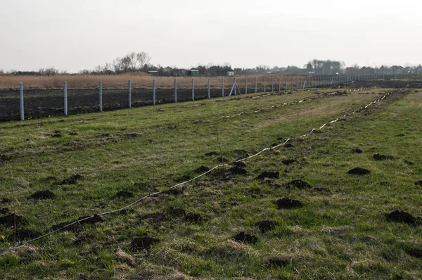 Damla sulama genç meyve ağaçlarının