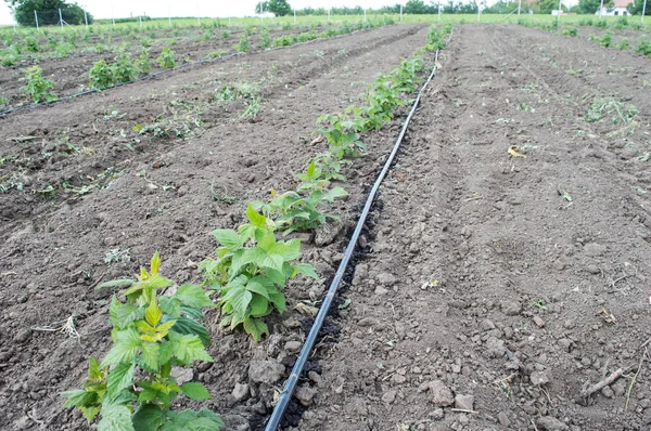 Hastes de irrigação por gotejamento de framboesa com mangueira de água Imagem De Stock