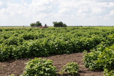 Düzgün satır alanı ahududu fidan dikti