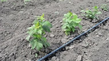 Damla sulama kök düzgün satırları ekili ahududu