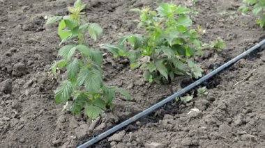 Damla sulama kök düzgün satırları ekili ahududu