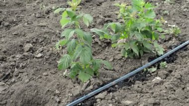 Damla sulama kök düzgün satırları ekili ahududu