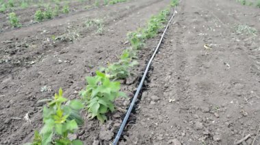 Damla sulama kök düzgün satırları ekili ahududu