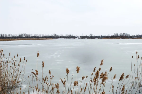 Lago de peixes congelado. Reeds. Inverno Fotografia De Stock