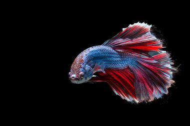 Savaşan Siyam Balığı