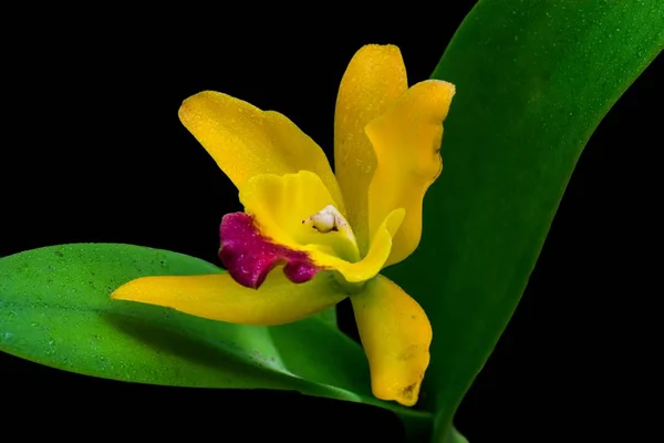 Güzel orkide sarı