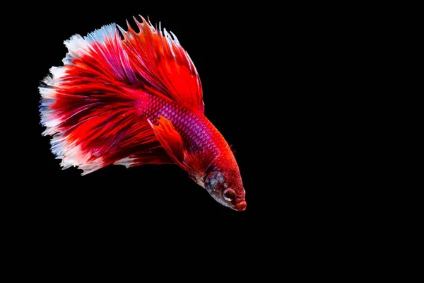 Il pesce combattente siamese — Foto Stock