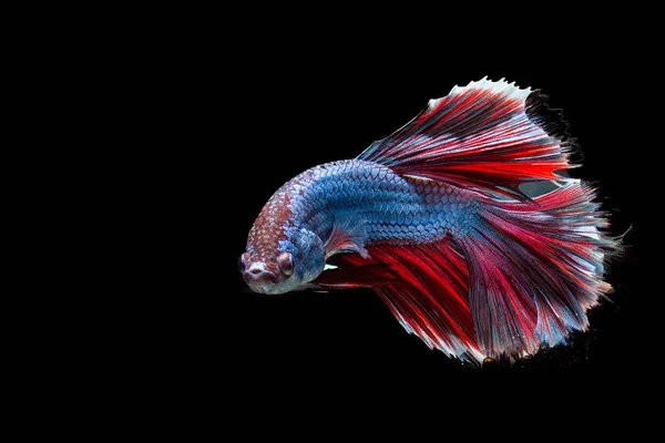 Il pesce combattente siamese — Foto Stock